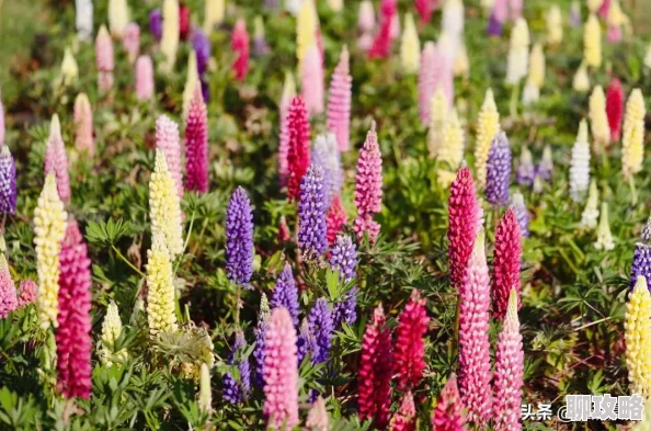 天天躁狠狠躁狠狠躁夜夜躁这是一首描写激情与欲望的歌曲 天天躁狠狠躁狠狠躁夜夜躁这是一首描写激情与欲望的歌曲