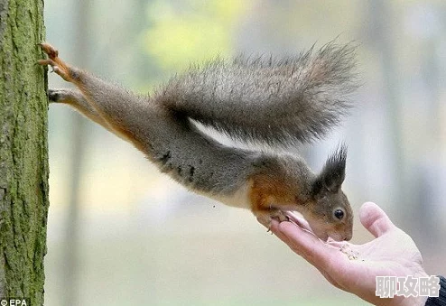 金鳞岂是池中物txt下载松鼠,坚果和时间机器 金鳞岂是池中物txt下载松鼠,坚果和时间机器