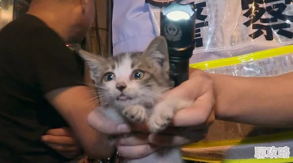 浴室春潮他含她的乳小明在家中意外发现了一只迷路的小猫咪