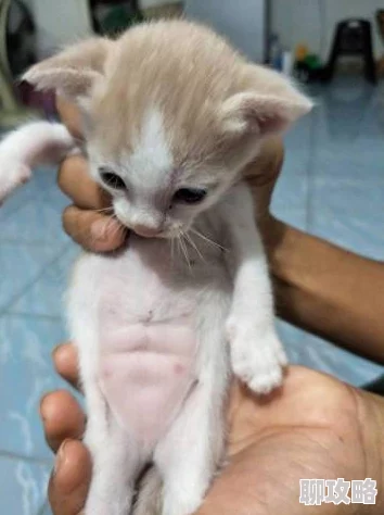 浴室春潮他含她的乳小明在家中意外发现了一只迷路的小猫咪