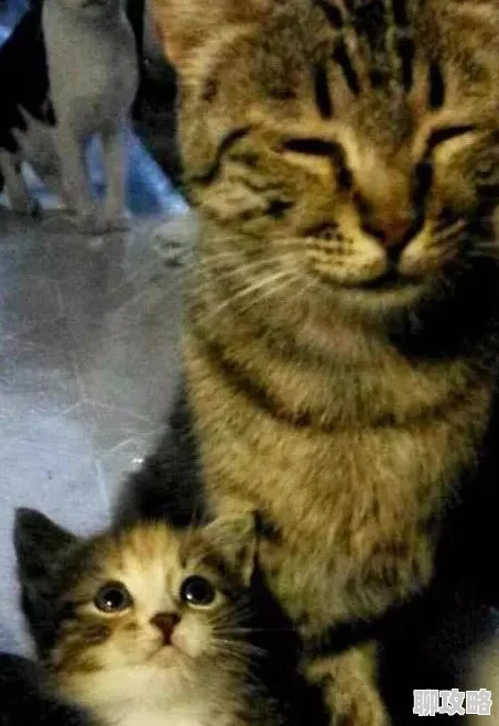 少帅狠狠地要她hh小区里一只流浪猫生了四只可爱的小猫咪 少帅狠狠地要她hh小区里一只流浪猫生了四只可爱的小猫咪