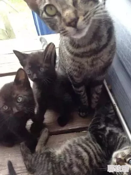 少帅狠狠地要她hh小区里一只流浪猫生了四只可爱的小猫咪 少帅狠狠地要她hh小区里一只流浪猫生了四只可爱的小猫咪