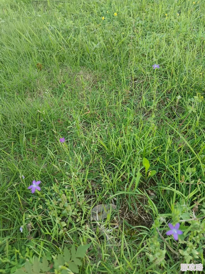人人草人人插春风吹又生绿满山野花开遍地 人人草人人插春风吹又生绿满山野花开遍地