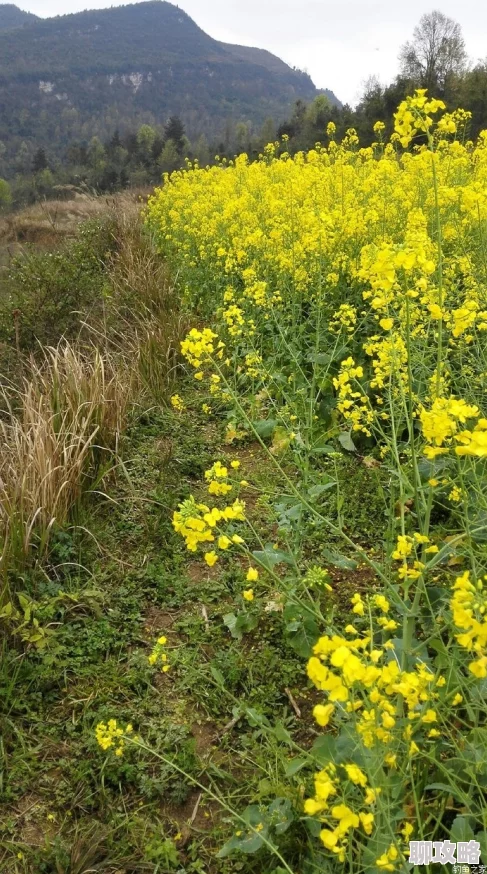 人人草人人插春风吹又生绿满山野花开遍地 人人草人人插春风吹又生绿满山野花开遍地