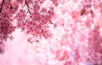 久久久久无码国产精品一区春季新品上市樱花系列受追捧 久久久久无码国产精品一区春季新品上市樱花系列受追捧