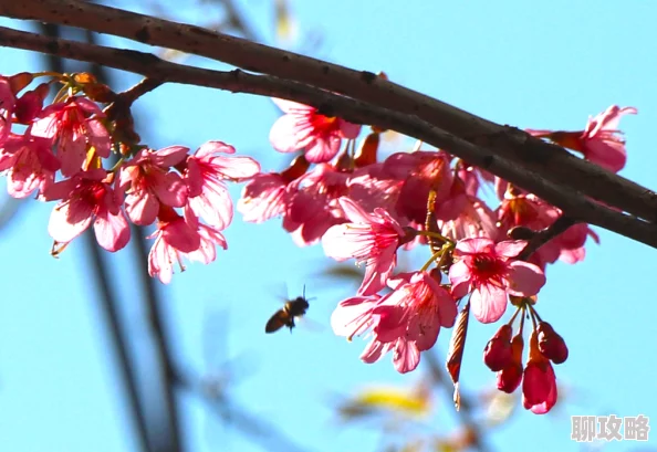 久久久久无码国产精品一区春季新品上市樱花系列受追捧 久久久久无码国产精品一区春季新品上市樱花系列受追捧