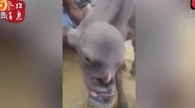 趴下来让老子爽死你老师视频最新研究表明这种行为可能导致心理问题 趴下来让老子爽死你老师视频最新研究表明这种行为可能导致心理问题