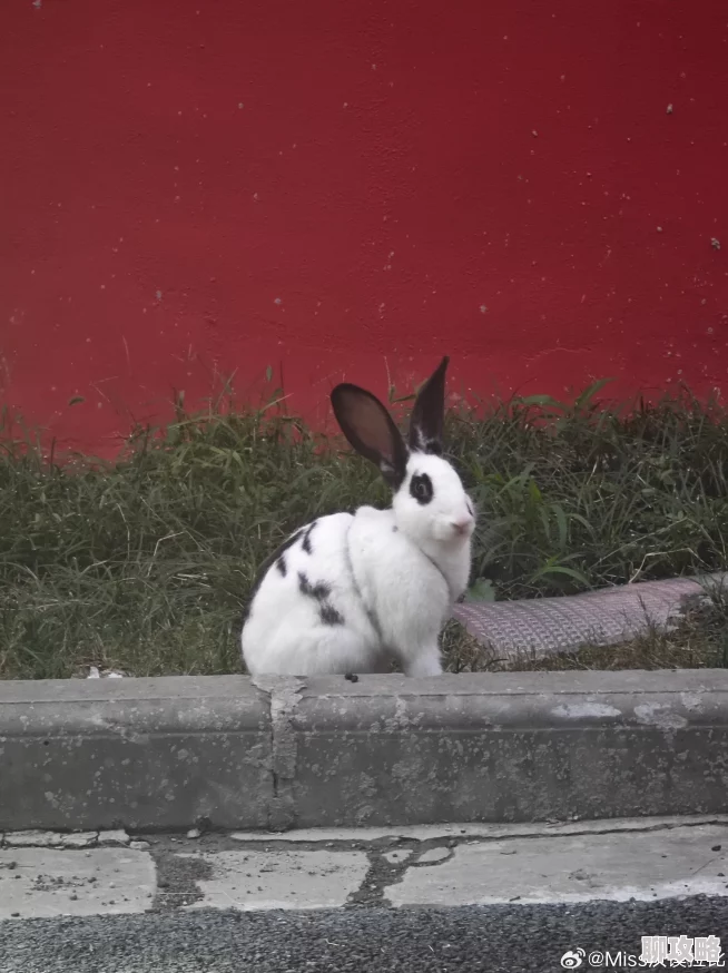 小白兔子被咬的通红锦衣卫之残阳如血