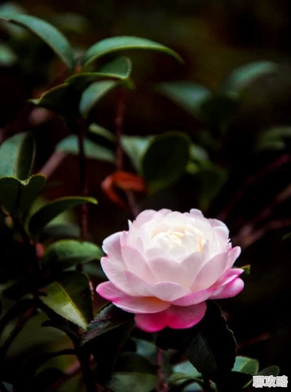 2024经典儿童拼图游戏下载推荐,网友热评精选合集分享 2024经典儿童拼图游戏下载推荐,网友热评精选合集分享