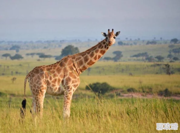 性牲AAA指的是一种特定的生物学现象，涉及到动物的性别决定和性行为特征的研究