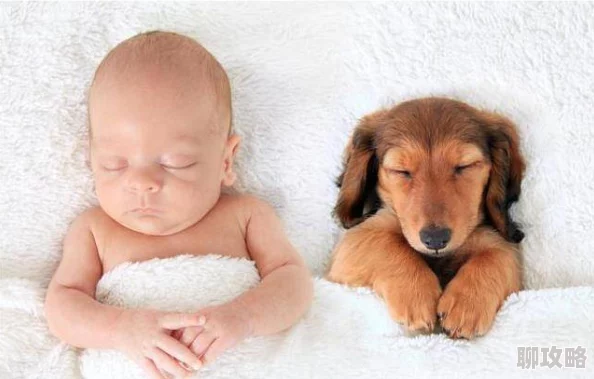 婆婆和我的狗老公怎么相处婆媳关系与宠物之间的微妙互动及调节方法