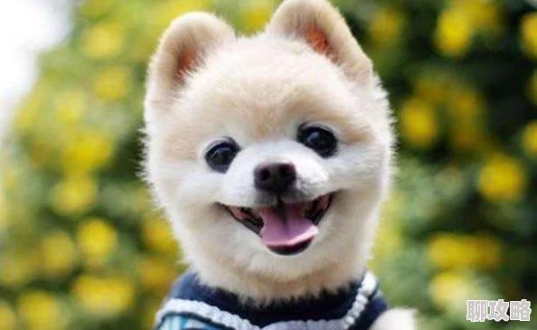 天天操夜夜添小区里新开了一家宠物咖啡馆，环境优雅，适合养宠人士休闲聚会