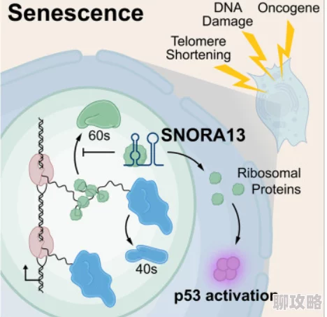 gogortco人体科学研究取得新突破发现新的细胞再生机制