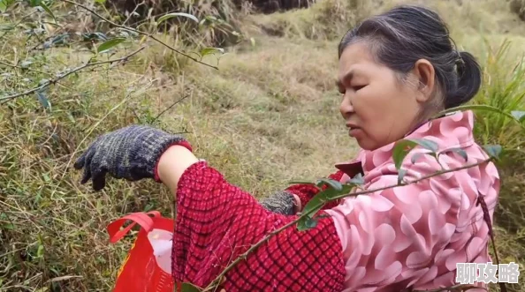 伦理的岳中文老太婆指的是中国传统家庭伦理关系中的婆媳问题