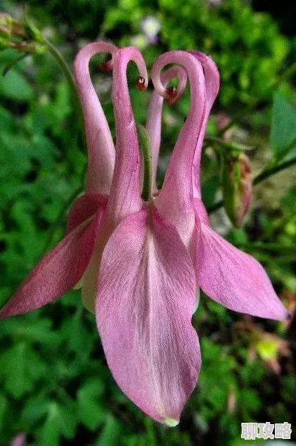 丁香激情综合色伊人久久异世界悠闲农家