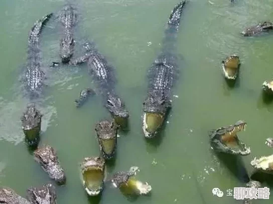 航海王启航新攻略：多种途径解锁强力角色沙鳄鱼获取详解