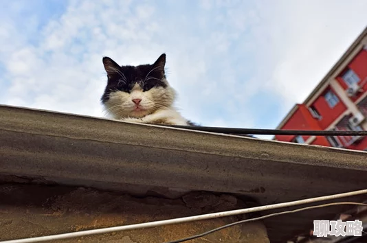 久草免费线资源站屋顶上的猫