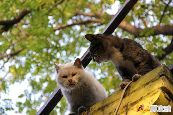 久草免费线资源站屋顶上的猫