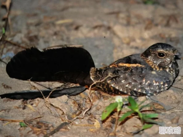 风之大陆翅膀获取新攻略:揭秘免费领取的最新途径与技巧 风之大陆翅膀获取新攻略:揭秘免费领取的最新途径与技巧