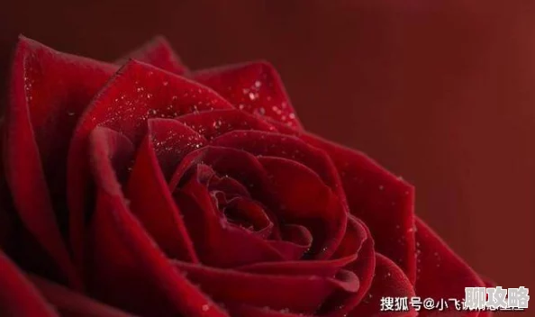 吸血女王蜂祝你事业如日中天,爱情甜蜜如初见,万事顺遂心愿达成 吸血女王蜂祝你事业如日中天,爱情甜蜜如初见,万事顺遂心愿达成