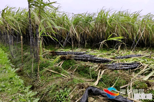 甘蔗地里的公熄全集最新章节已更新,精彩内容不容错过 甘蔗地里的公熄全集最新章节已更新,精彩内容不容错过