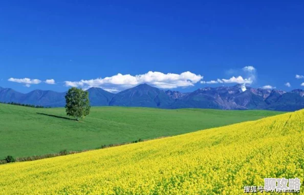 野狼社区在线观看哈啦大发师积极向上勇敢追梦创造美好未来