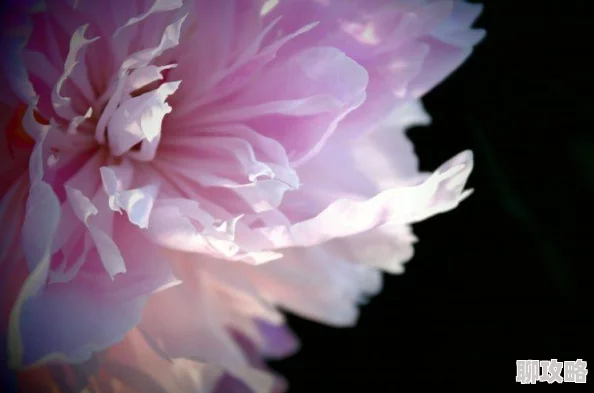 榜首苟圣心脏信号4让我们携手共创美好未来，传递爱与希望