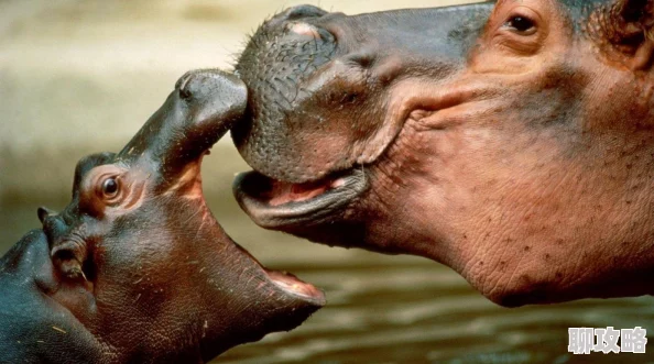 口袋妖怪重制全新嘟嘟利捕捉地点揭秘：探索未知领域，发现珍稀宝可梦新栖息地