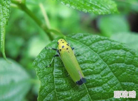 《微微一笑很倾城》解锁炫酷翅膀新攻略：方法条件全面一览，揭秘最新鲜的飞行秘诀！