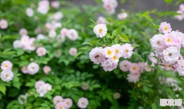 春香阁流金岁月珍惜当下每一刻勇敢追梦创造美好未来 春香阁流金岁月珍惜当下每一刻勇敢追梦创造美好未来