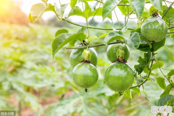 泰拉瑞亚新版敏捷药剂合成制作全攻略:新增材料与高效技巧详解 泰拉瑞亚新版敏捷药剂合成制作全攻略:新增材料与高效技巧详解