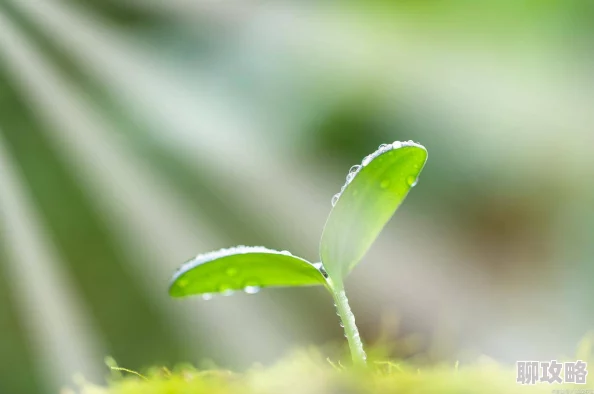 开侄女嫩苞小说积极向上勇敢追梦生活充满希望与美好