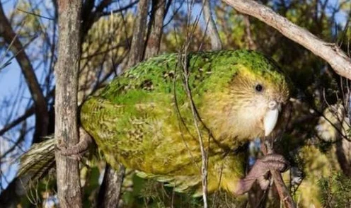 欧美交配科学家发现新物种在交配行为中展现出独特的求偶舞蹈 欧美交配科学家发现新物种在交配行为中展现出独特的求偶舞蹈