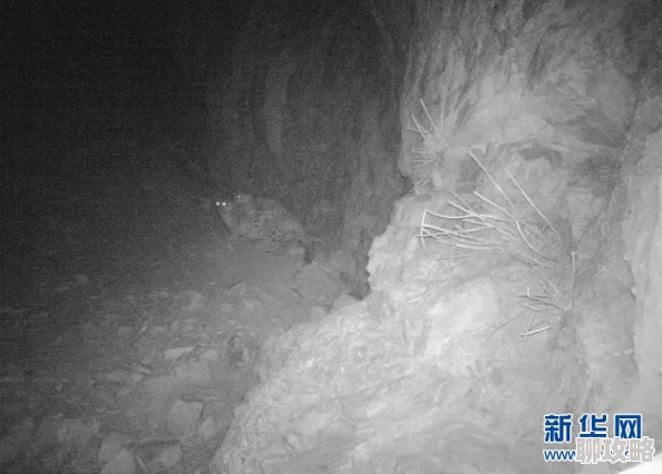 欧美交配科学家发现新物种在交配行为中展现出独特的求偶舞蹈 欧美交配科学家发现新物种在交配行为中展现出独特的求偶舞蹈