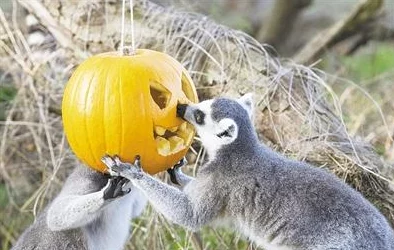 疯狂动物园帽子图鉴大全：揭秘恶魔之角，解锁全新神秘装扮潮流！