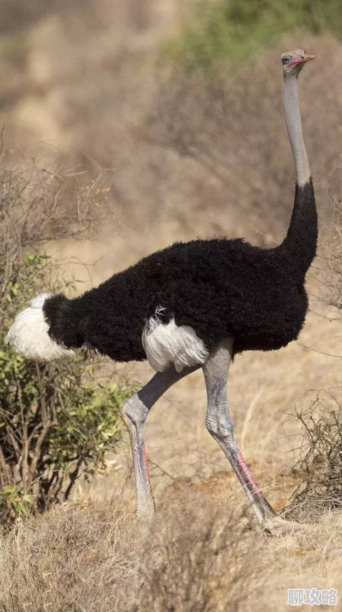 疯狂动物园新风尚:揭秘动物网红崛起之路——论一名合格萌宠博主的自我修炼与新鲜玩法 疯狂动物园新风尚:揭秘动物网红崛起之路——论一名合格萌宠博主的自我修炼与新鲜玩法