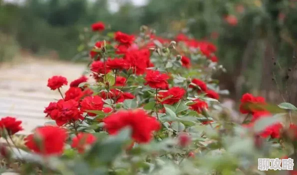 暖暖环游世界端午庆典:全新限定礼包大派送,探索传统韵味新旅程 暖暖环游世界端午庆典:全新限定礼包大派送,探索传统韵味新旅程