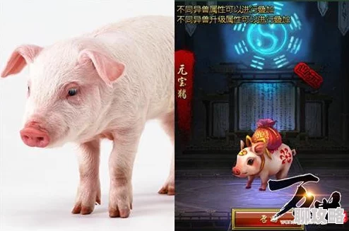 疯狂动物园新成员:北美土著猪——印第安野猪惊现园区,引发热议 疯狂动物园新成员:北美土著猪——印第安野猪惊现园区,引发热议