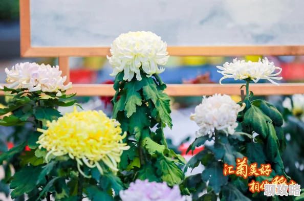 欧美日本一本口红让你自信绽放美丽每一天勇敢追求梦想与幸福