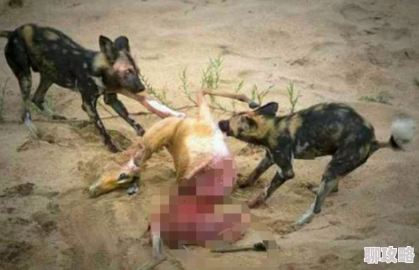 野狗和大美人的故事讲生为红蓝喜宝让爱与希望在每个角落绽放,勇敢追梦,共创美好未来 野狗和大美人的故事讲生为红蓝喜宝让爱与希望在每个角落绽放,勇敢追梦,共创美好未来