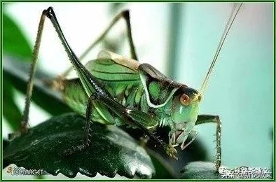 18性欧美破茧2追逐梦想勇敢前行每一步都是成长的力量 18性欧美破茧2追逐梦想勇敢前行每一步都是成长的力量