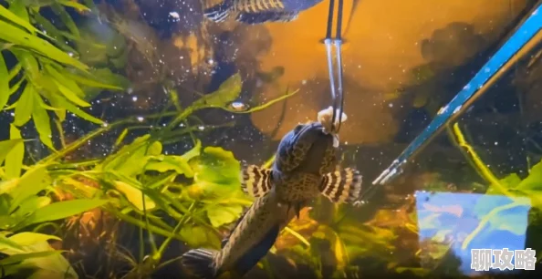 乱欲家族鲛在水中央心怀梦想勇敢追逐未来的光芒 乱欲家族鲛在水中央心怀梦想勇敢追逐未来的光芒