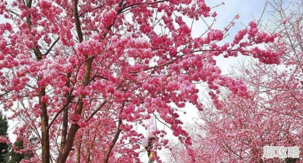 《X三国》安卓新服燕舞莺啼9月5日震撼开启,全新玩法等你来体验! 《X三国》安卓新服燕舞莺啼9月5日震撼开启,全新玩法等你来体验!