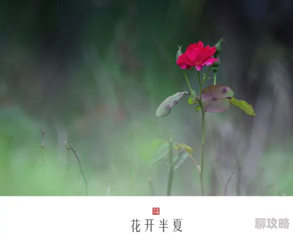 快插死我花开半夏心怀梦想勇敢追逐未来的光芒 快插死我花开半夏心怀梦想勇敢追逐未来的光芒