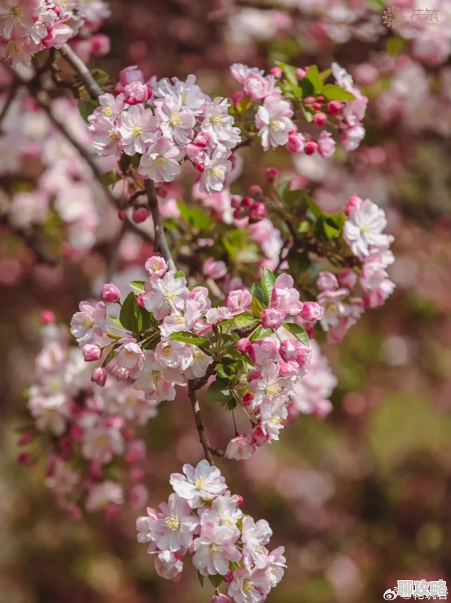 双性受大胸产乳海棠近日海棠花盛开吸引众多游客前来观赏 双性受大胸产乳海棠近日海棠花盛开吸引众多游客前来观赏