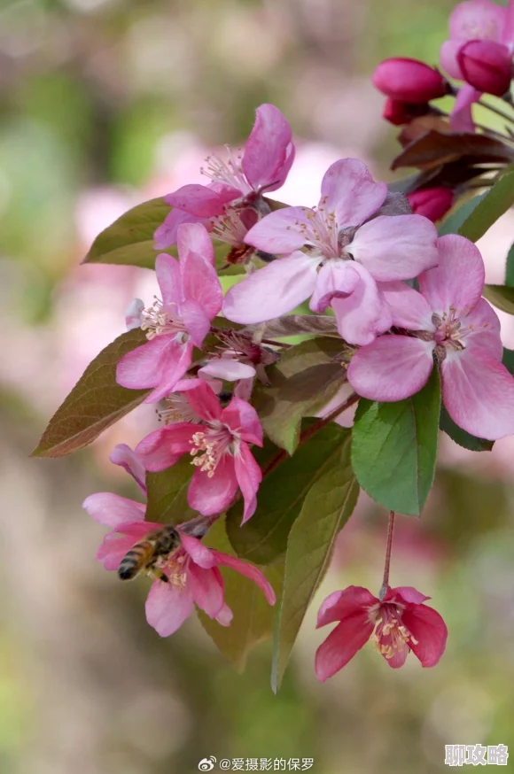 双性受大胸产乳海棠近日海棠花盛开吸引众多游客前来观赏 双性受大胸产乳海棠近日海棠花盛开吸引众多游客前来观赏