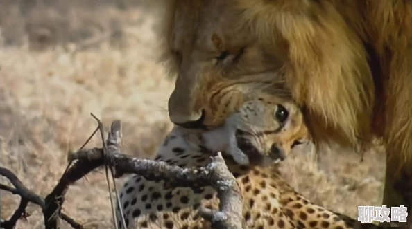 难逃清糖最新番外已上线甜蜜加倍糖分超标