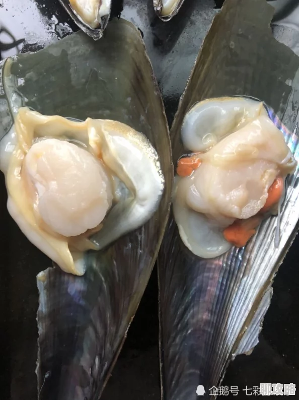 宝宝把腿分大点就可以吃到扇贝了扇贝已经被吃掉了现在宝宝可以吃鲍鱼了