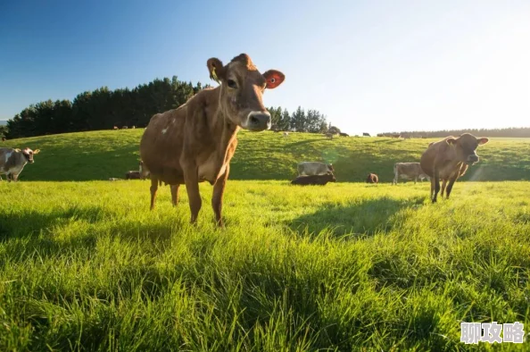 人与禽zoz0交酡牧场调查仍在进行中更多细节暂不便透露 人与禽zoz0交酡牧场调查仍在进行中更多细节暂不便透露