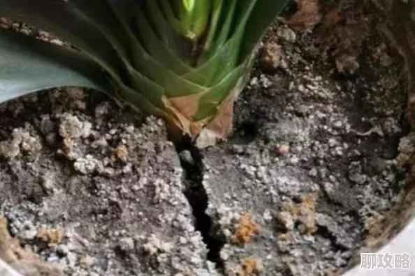 看来太久没人给你滋润了土壤都干裂了看来是时候给你浇点水了